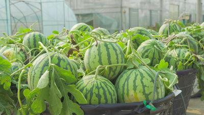 吃瓜场面视频素材在哪里找,吃瓜场面视频素材的搜集秘籍