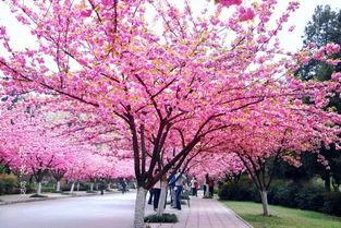 吃瓜视频樱花校园,吃瓜视频里的青春记忆