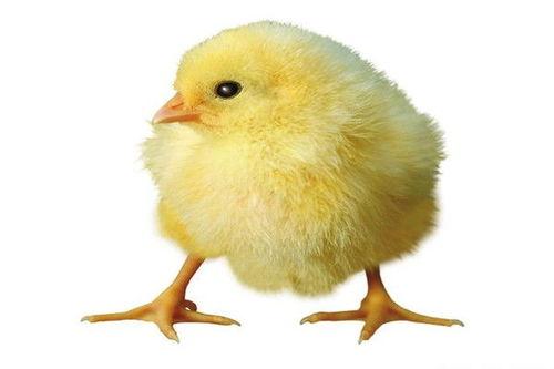 小鸡吃生瓜有毒吗视频,小鸡食用生瓜安全吗？揭秘生瓜对鸡的健康影响