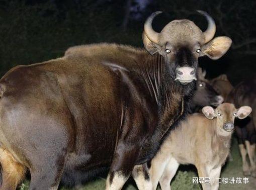黑守瓜能给牲畜吃吗视频,牲畜可食用性揭秘