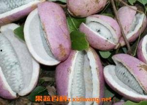 川哥吃八月瓜视频大全,视频大全带你领略瓜果美味