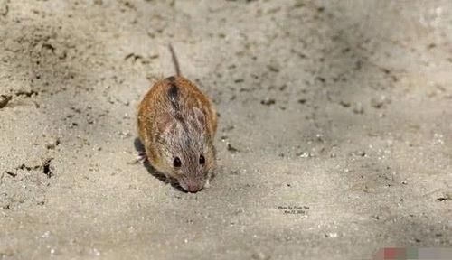 老鼠吃佛手瓜视频播放,趣味视频揭示瓜果诱惑