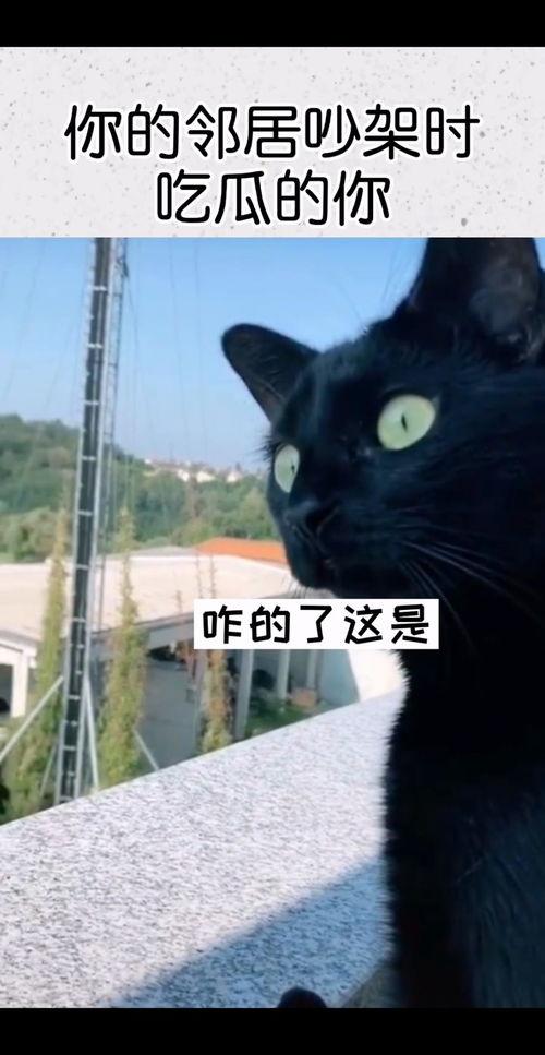 邻居吵架吃瓜配音视频播放,吃瓜群众现场配音，一场别开生面的“吵架秀”