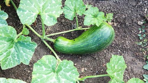 鸡长期吃瓠瓜好吗视频,长期喂食瓠瓜对鸡的健康影响解析